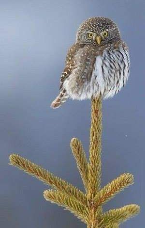 ������� �� �����